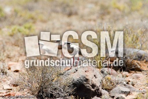 Goldregenpfeifer (3 von 3).jpg